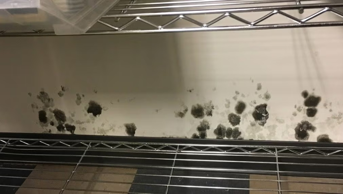 Mold and Bacteria Growth in My Refrigeration Units